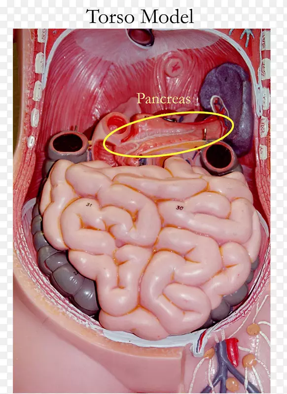 小肠解剖胃肠道人体躯干脾