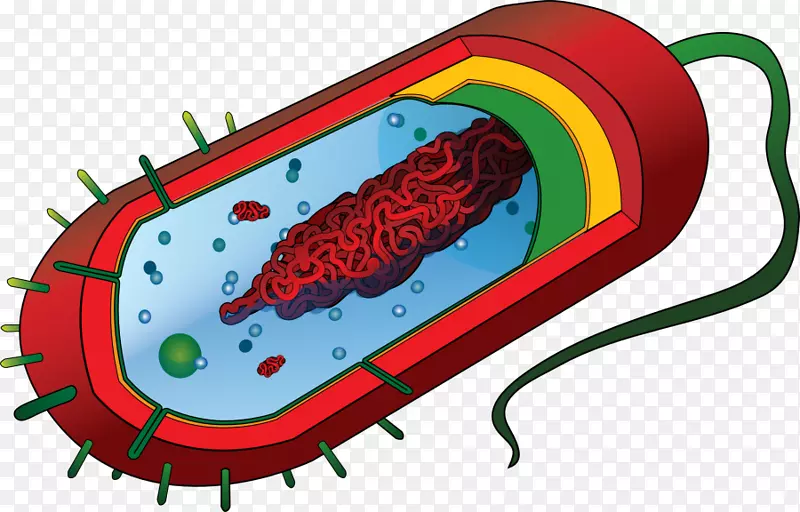 原核细菌细胞结构真核生物细胞膜病原体