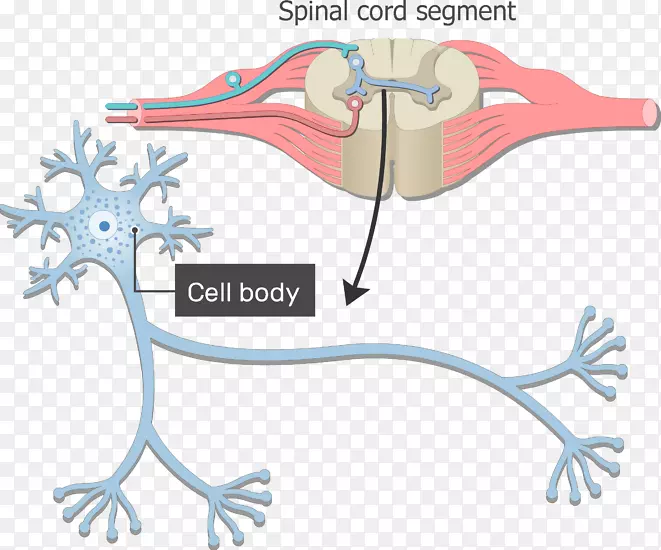 神经元胞体神经系统轴突树突生殖细胞体