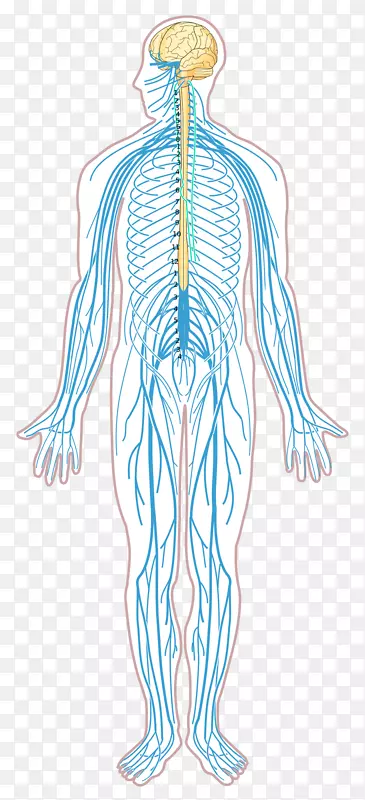 神经系统疾病神经图人体