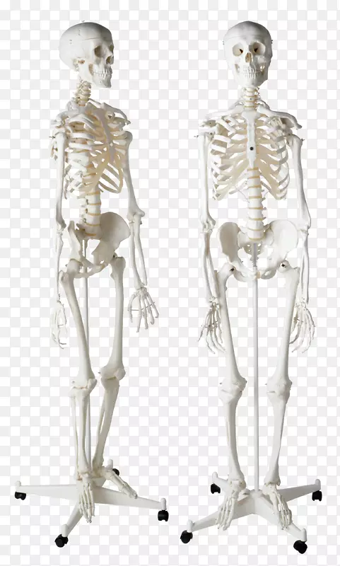 人类骨骼智人骨骼