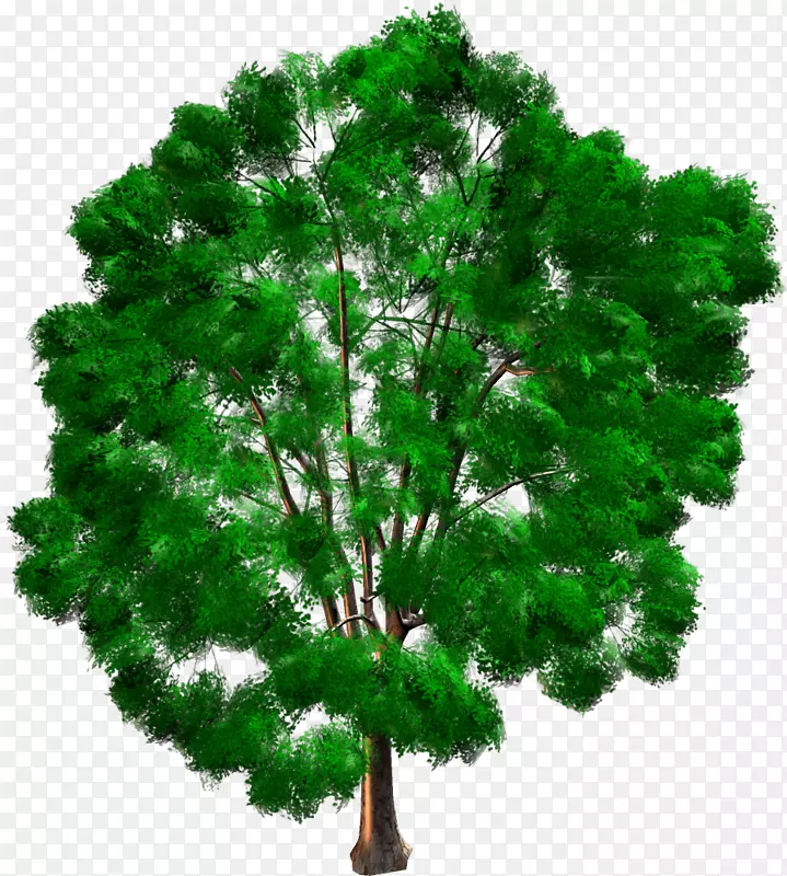 木本植物、松树、常绿针叶树、乔木