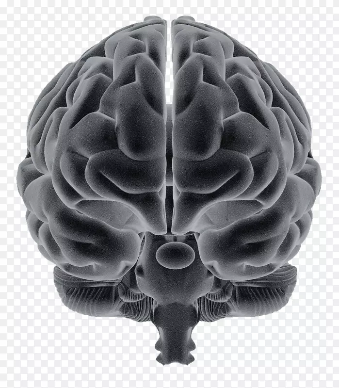 脑听觉神经科学：声音听觉系统的意义-脑