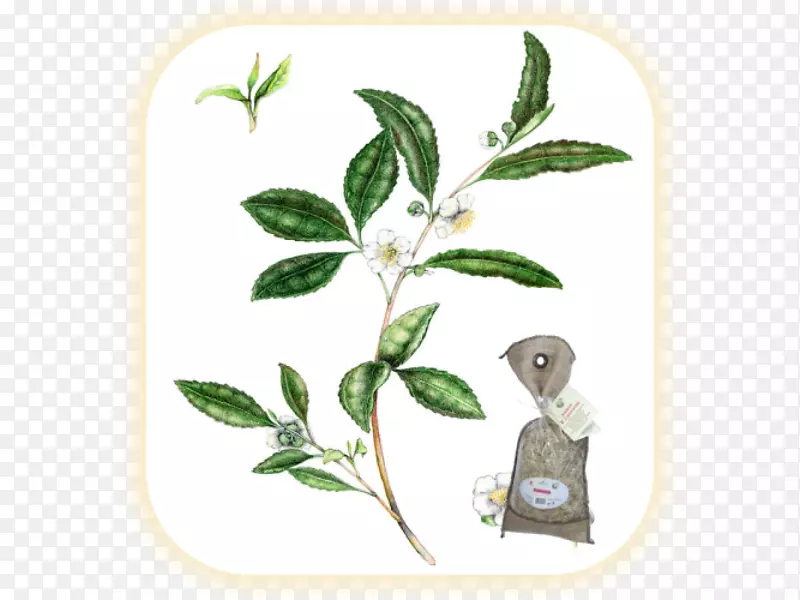 绿茶草本植物-绿茶