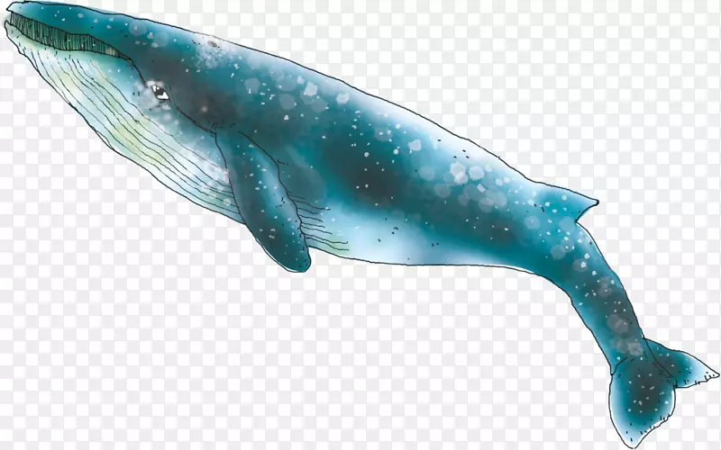 粗齿海豚海洋须鲸蓝鲸海豚