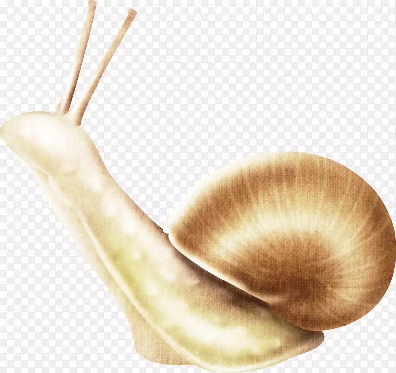 蜗牛昆虫腹足虫鼻塞夹艺术-蜗牛