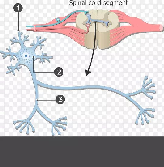 神经元神经系统胞体细胞人体神经结构