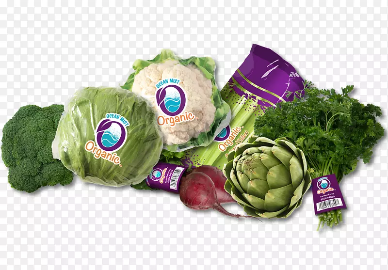叶菜龟-蔬菜