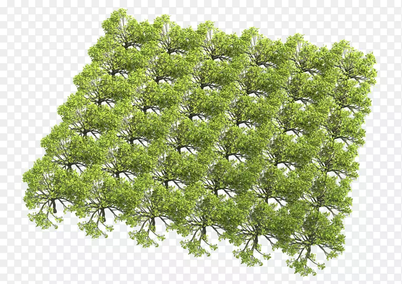 树木纹理映射颜色灌木几何学实例-无花果种子