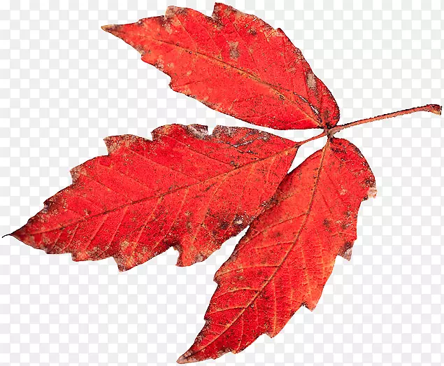秋季塔斯马尼亚叶绘制彩色视觉-红叶
