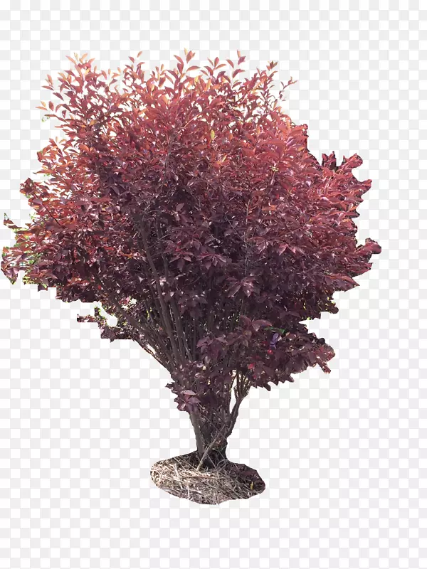 乔木植物灌木紫花遮荫
