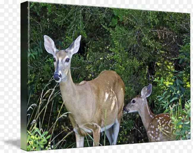 白尾鹿、麝香鹿、自然保护区鹿角-鹿水彩
