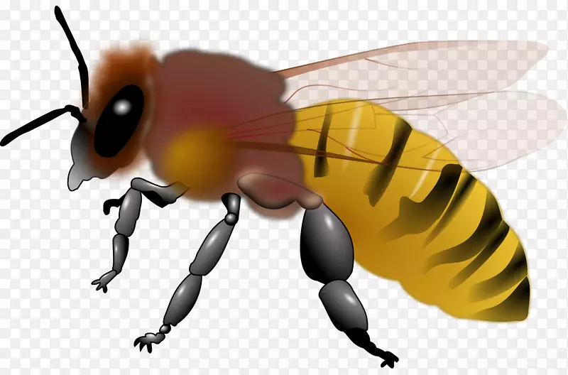 蜜蜂昆虫剪贴画-蜜蜂蜂蜜