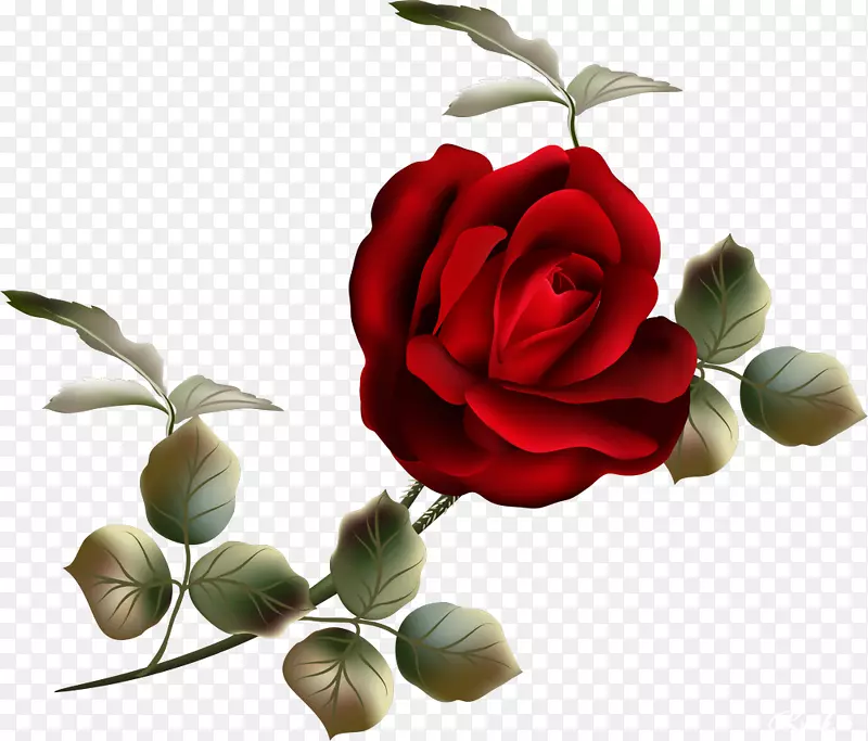 花园玫瑰插花艺术-美丽的玫瑰
