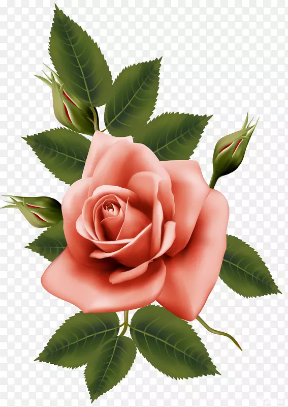 花园玫瑰，蜈蚣玫瑰，花-美丽的玫瑰