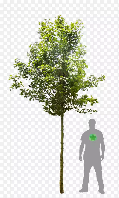 乔木Acer campestre‘Elsrijk’Acer campestre‘嘉年华’木本植物梧桐树，枫花和植物