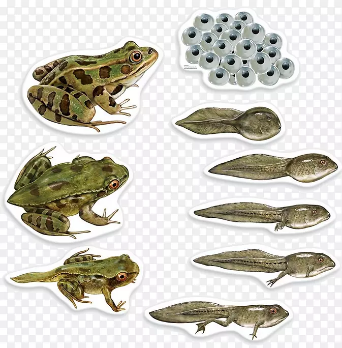 青蛙蝴蝶生物生命周期生物两栖蝌蚪