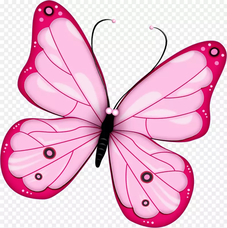 蝴蝶昆虫-颜色和颜色