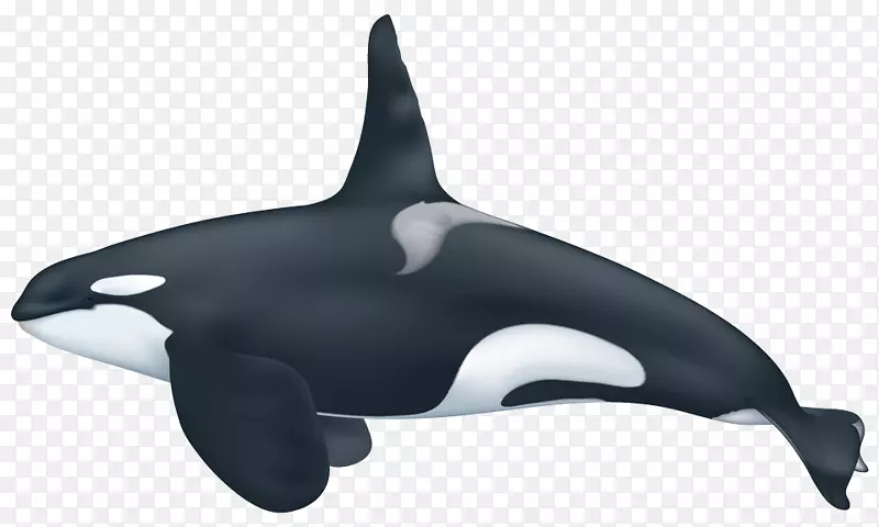 圈养虎鲸侏儒虎鲸生态型虎鲸