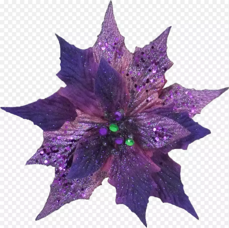 花紫色叶-一品红部分