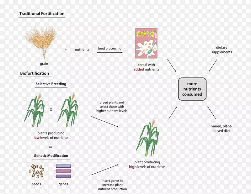 生物强化金稻育种选择育种-高营养价值