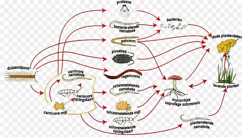 食物链蚯蚓土壤微生物细菌