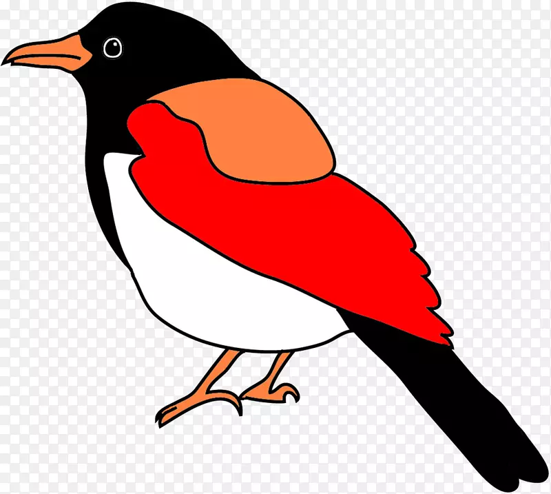 鸟类鹦鹉画夹艺术-明亮的颜色