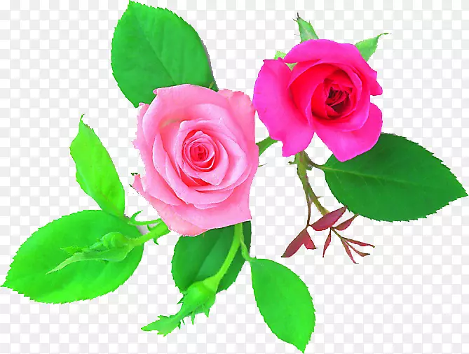 花园玫瑰、蜈蚣玫瑰、花设计-花