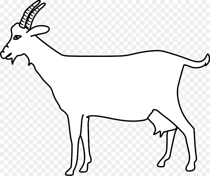 山羊羚羊角人体解剖羊-白山羊