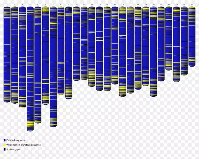 斑马鱼全基因组测序核酸序列基因组计划-9