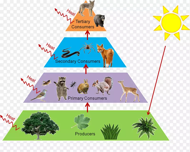 营养级食物链生态金字塔生态-森林