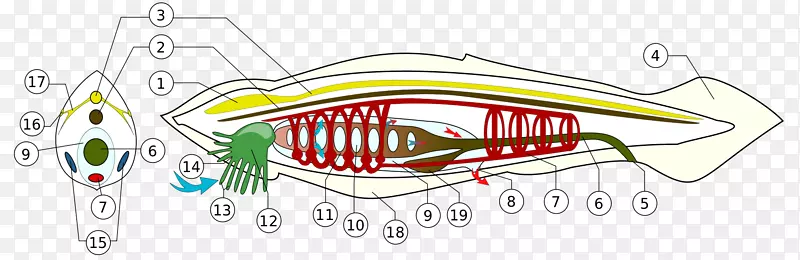 脊椎动物头脊索神经结构