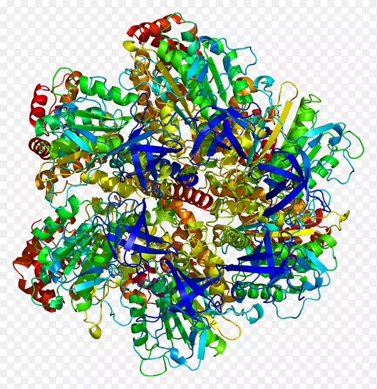ATP合成酶γ亚基ATP酶三磷酸腺苷蛋白亚基-mito类