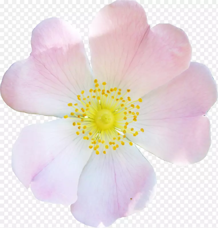 花瓣蔷薇科近距离玫瑰-茶花