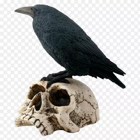乌鸦鸟人类头盖骨象征骨架栖息乌鸦覆盖层
