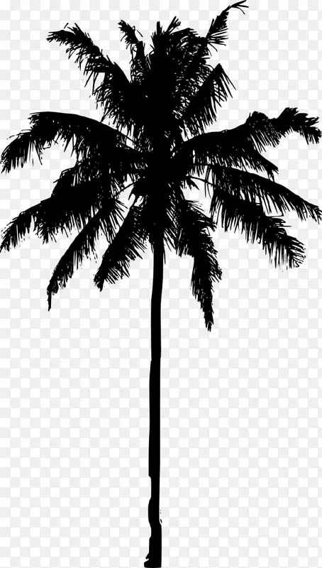 亚洲棕榈、槟榔科剪影树-俯瞰椰子树