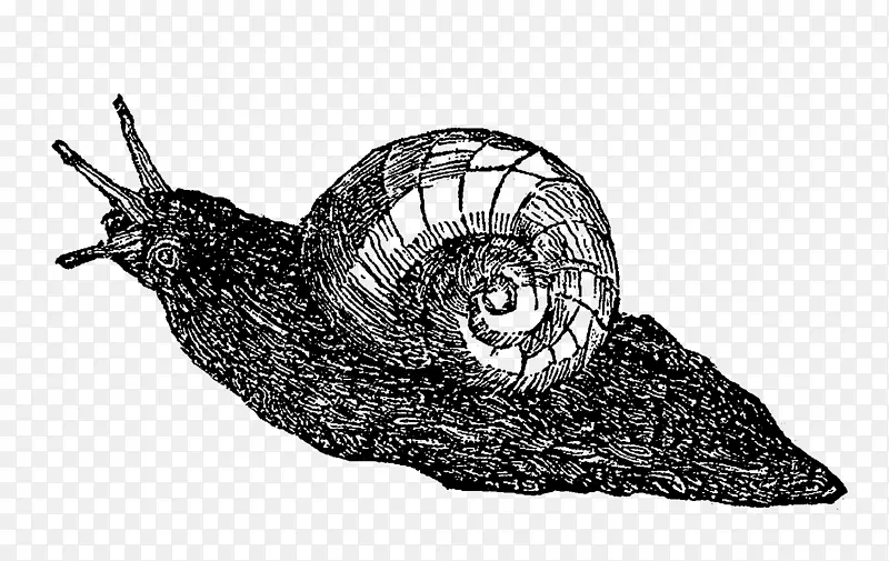 海蜗牛鼻涕虫白色小蜗牛