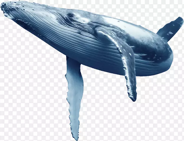普通宽吻海豚蓝鲸