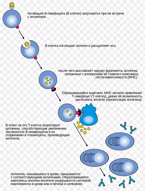 B细胞淋巴细胞T细胞抗体免疫系统-细胞分子