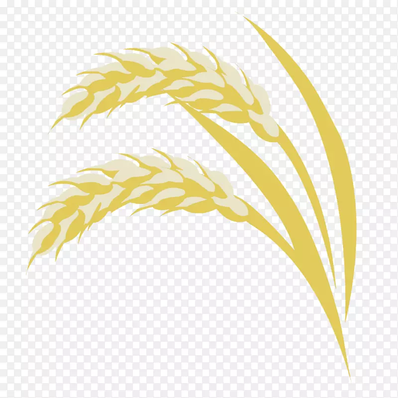 禾本科商品系列-稻田