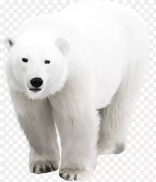 北极熊北极熊