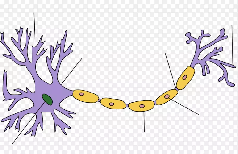 生物神经元模型人工神经网络动作电位人工神经元-脑