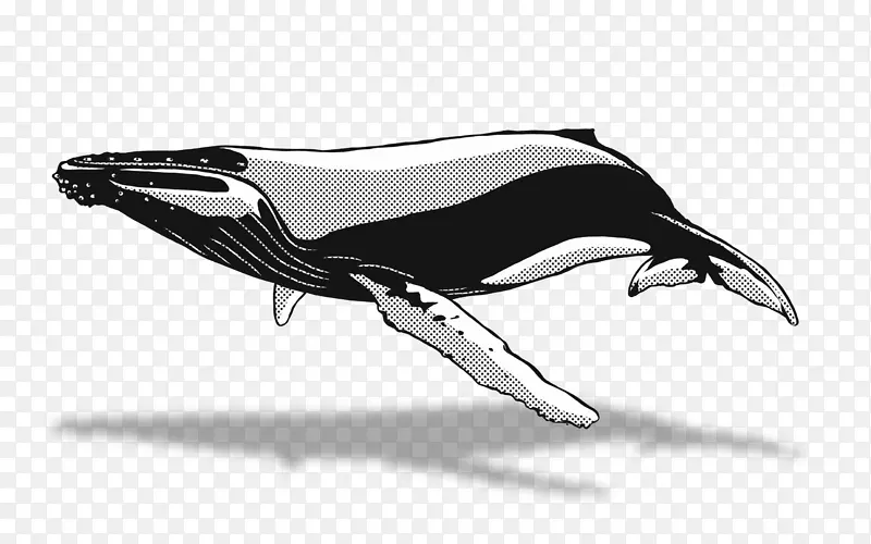 海豚画鲸鱼观赏座头鲸