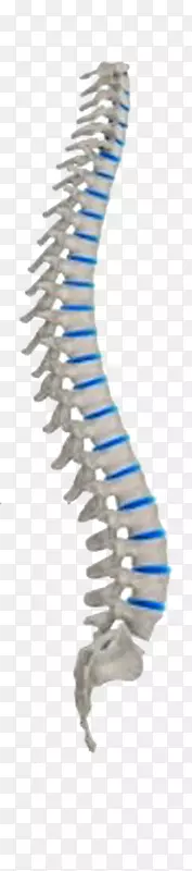 脊柱中性脊柱脊髓人体神经系统