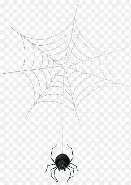 蜘蛛网对称点蜘蛛