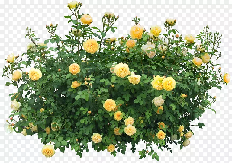 灌木玫瑰插花艺术-玫瑰