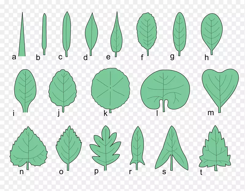 叶形树，植物杯状，形状，叶形，树叶，秋季标记，手工绘制