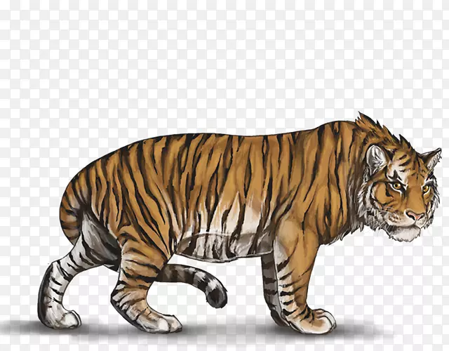 西伯利亚虎白虎猫科动物