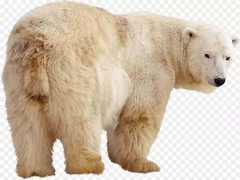 北极熊摄影科迪亚克熊大熊猫灰熊北极熊