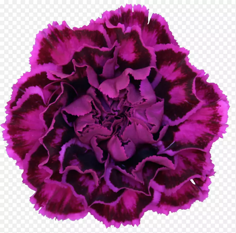 香石竹紫罗兰-康乃馨花